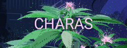 Charas.io