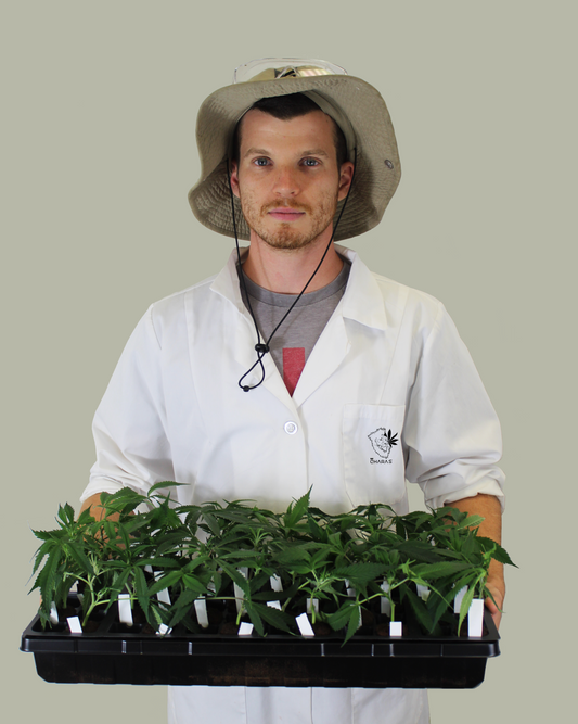 Wholesale CBD Clones - Plants, Clippings - Charas, LLC - Charas.io